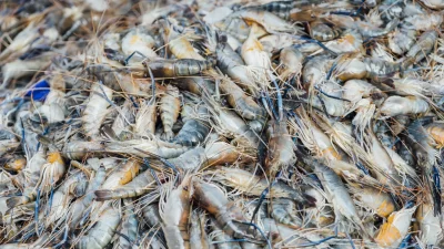 Budidaya Udang di Tambak Bermangrove Terbukti Lebih Produktif