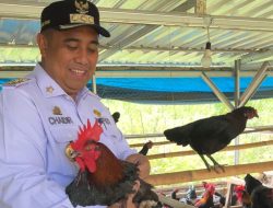 Pemkab Maros Genjot Budidaya Ayam Alope
