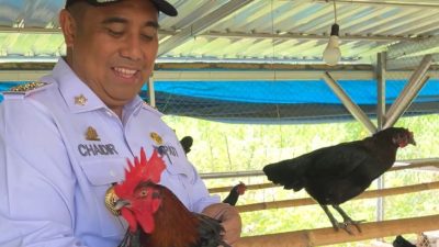 Pemkab Maros Genjot Budidaya Ayam Alope