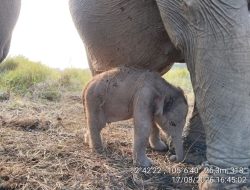 Kado HUT RI, Anak Gajah Sumatera Lahir di PKG Jalur 21