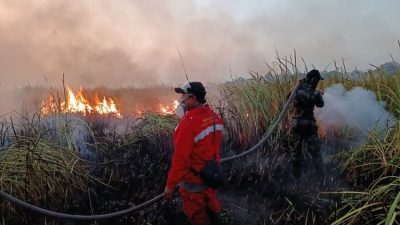 Kebakaran 673 Hektare di Way Kambas Padam, Gajah Sumatra Dipastikan Aman
