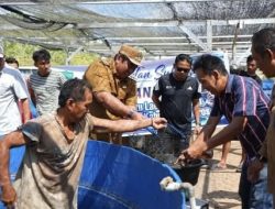 Bupati Maros Hadiri Panen Perdana Ikan Lele Pokdakan Batu Laccu